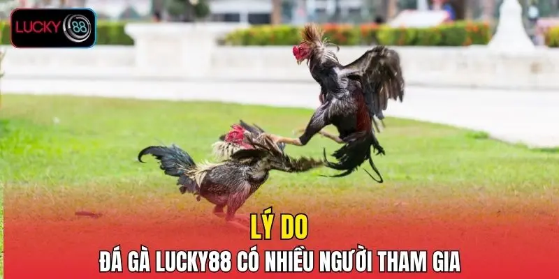 Lý do đá gà LUCKY88 có nhiều người tham gia