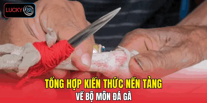 Tổng hợp kiến thức nền tảng về bộ môn đá gà Tổng hợp kiến thức nền tảng về bộ môn đá gà